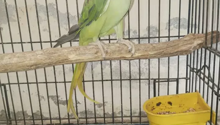 Parrots For Sale