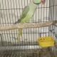 Parrots For Sale