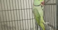 Parrots For Sale