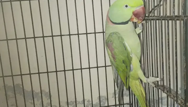 Parrots For Sale