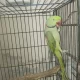 Parrots For Sale