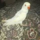 Parrots For Sale