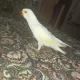 Parrots For Sale