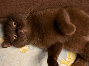 British Shorthair Male | Neutered