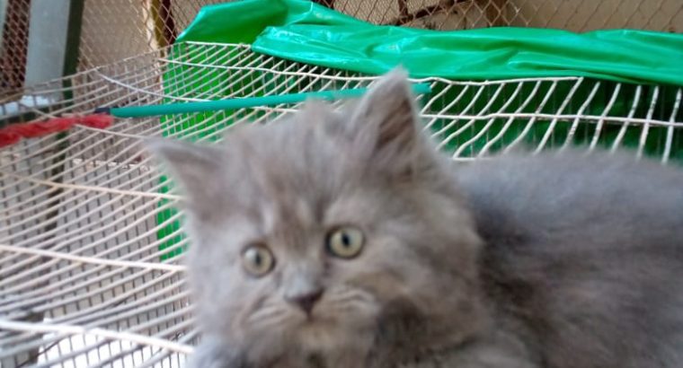 Selling male persian kitten