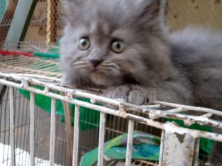 Selling male persian kitten