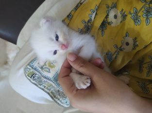 Persian (Tripple and Double Coat) Kittens