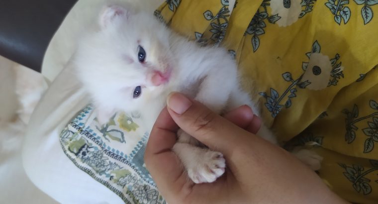 Persian (Tripple and Double Coat) Kittens