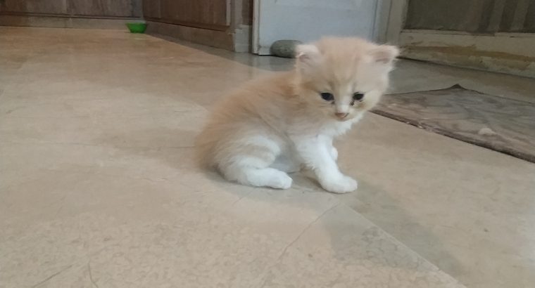 Persian (Tripple and Double Coat) Kittens