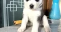 Pure Bred Siberian Husky Puppy