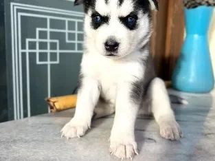 Pure Bred Siberian Husky Puppy