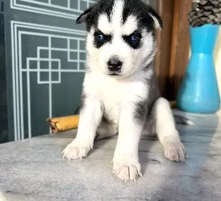 Pure Bred Siberian Husky Puppy