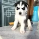 Pure Bred Siberian Husky Puppy