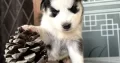 Pure Bred Siberian Husky Puppy