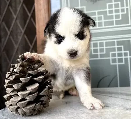 Pure Bred Siberian Husky Puppy