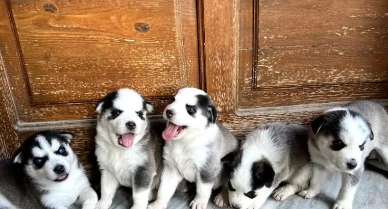 Pure Bred Siberian Husky Puppy