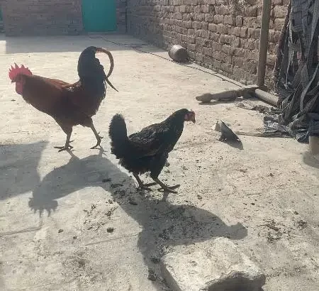 egg laying two hens and one murgha