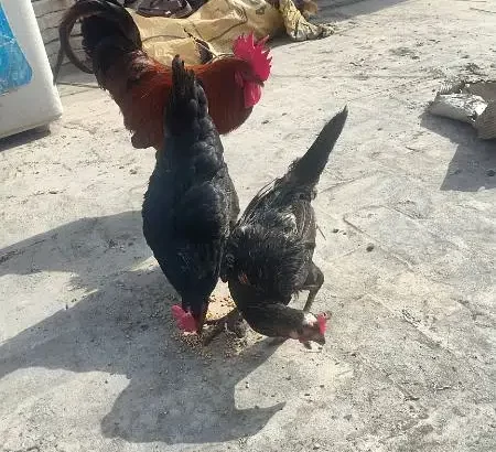 egg laying two hens and one murgha