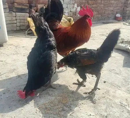 egg laying two hens and one murgha