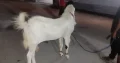 undo bakra for sale