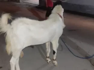 undo bakra for sale