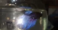 Male betta/beta/fighter fish for sale