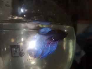 Male betta/beta/fighter fish for sale