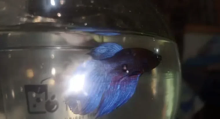 Male betta/beta/fighter fish for sale