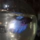 Male betta/beta/fighter fish for sale