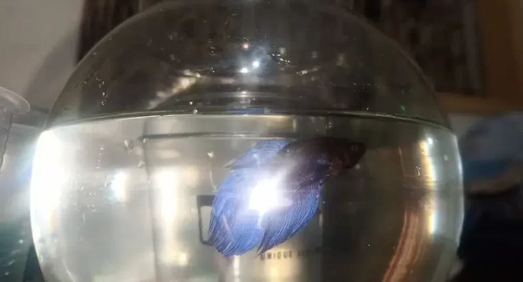 Male betta/beta/fighter fish for sale