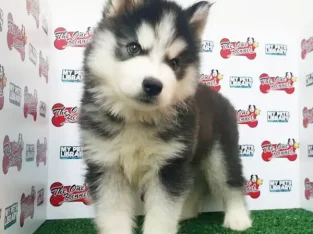 Husky wolly coat puppies available