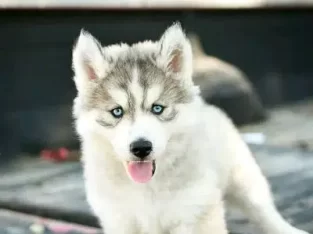 I have show quality Siberian husky pups