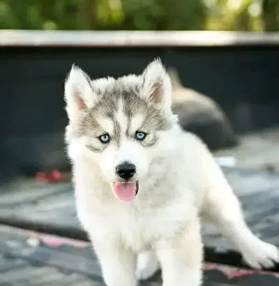 I have show quality Siberian husky pups