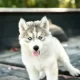 I have show quality Siberian husky pups