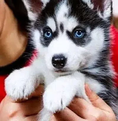 I have show quality Siberian husky pups