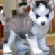 I have show quality Siberian husky pups