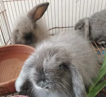 Bunnys and rabbit