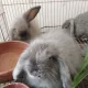 Bunnys and rabbit