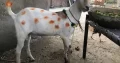 bakra teedi bakra