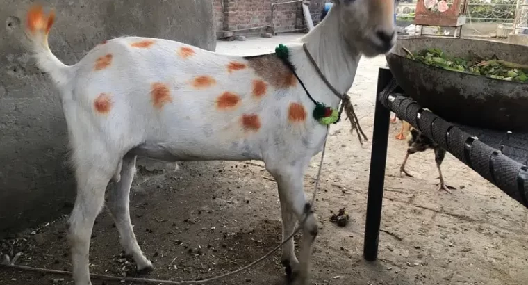 bakra teedi bakra