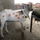 bakra teedi bakra