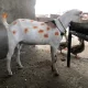 bakra teedi bakra