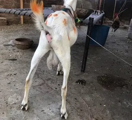 bakra teedi bakra