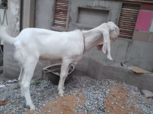 bakra for sale