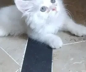 Persian kittens for sale