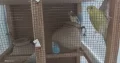 6 austrailian parrots and cage