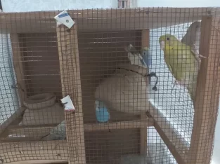 6 austrailian parrots and cage