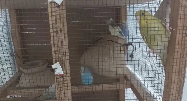 6 austrailian parrots and cage