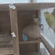 6 austrailian parrots and cage