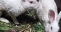 Rabbits Newziland breed